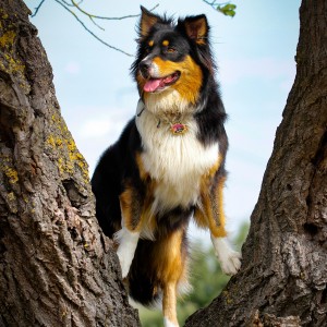 Beleza im Baum